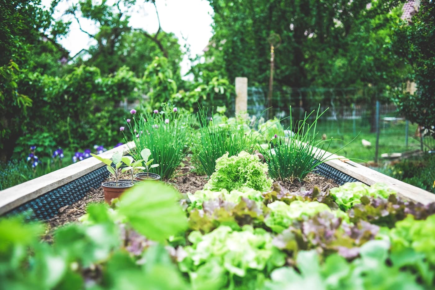 Backyard beds
